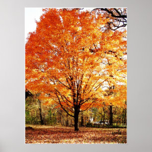 Herbstbaum, Ahornbaum im Herbstposter Poster