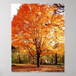 Herbstbaum, Ahornbaum im Herbstposter Poster