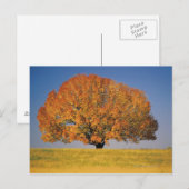 Herbstbaum auf großem Feld Postkarte (Vorne/Hinten)