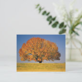 Herbstbaum auf großem Feld Postkarte (Stehend Vorderseite)