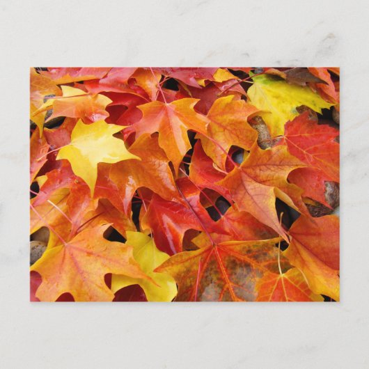 Herbstbaum-Blätter Postkarten Farbige Herbstblätte (Vorderseite)