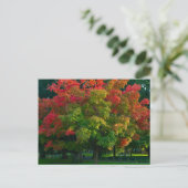 Herbstbaum in Boston, öffentlicher Garten Postkarte (Stehend Vorderseite)