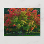 Herbstbaum in Boston, öffentlicher Garten Postkarte (Vorderseite)