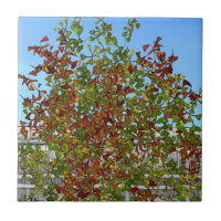 Herbstbaum Kardinal Birds Keramik Tile
