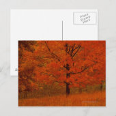 Herbstbaum mit rotem Blattwerk Postkarte (Vorne/Hinten)