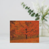 Herbstbaum mit rotem Blattwerk Postkarte (Stehend Vorderseite)