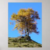 Herbstbaum Poster (Vorne)