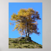 Herbstbaum Poster (Vorne)