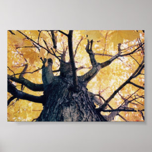 Herbstbaum Poster