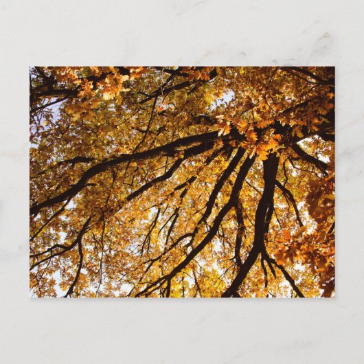 Herbstbaum Postkarte (Vorderseite)
