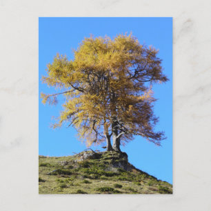 Herbstbaum Postkarte