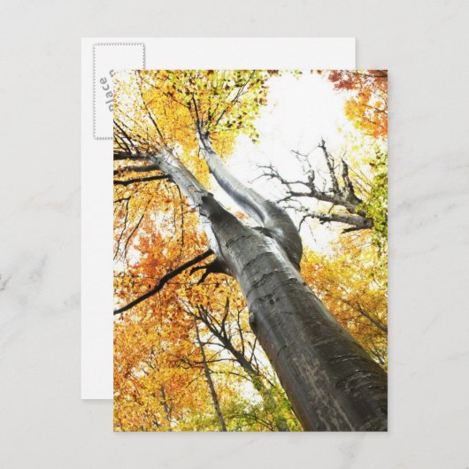 Herbstbaum Postkarte (Vorne/Hinten)