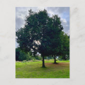 Herbstbaum Postkarte (Vorderseite)