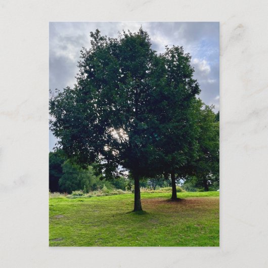 Herbstbaum Postkarte (Vorderseite)