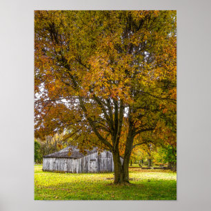 Herbstbaum und Stallpfälzchen Poster
