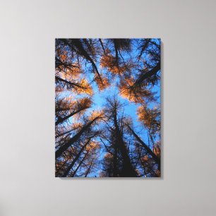 Herbstbäume bei Sonnenuntergang Leinwanddruck