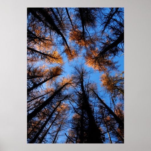 Herbstbäume bei Sonnenuntergang Poster (Vorne)