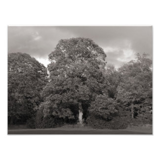 Herbstbäume, Bute Park, Cardiff Fotodruck