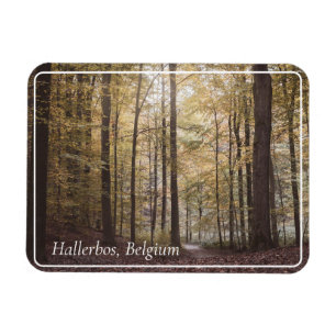 Herbstbäume, Hallerbos, Belgien Magnet