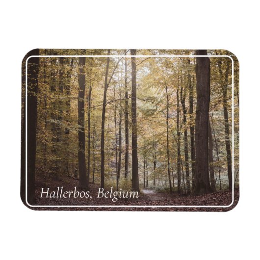 Herbstbäume, Hallerbos, Belgien Magnet (Horizontal)