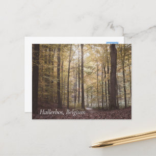 Herbstbäume, Hallerbos, Belgien Postkarte
