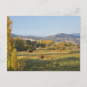 Herbstbäume, Khancoban, Snowy Mountains, New Postkarte