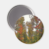 Herbstbäume Magnet (Vorderseite/Rückseite)