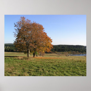 Herbstbäume Poster