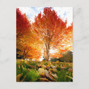 Herbstbäume Postkarte