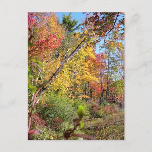 Herbstbäume Postkarte (Vorderseite)