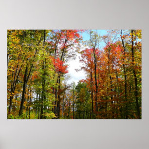 Herbstbäume und blauer Himmel Herbst-Naturfotograf Poster