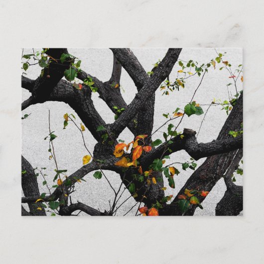 Herbstbaumzweige Postkarte (Vorderseite)