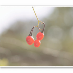 Herbstbeeren. Aufkleber