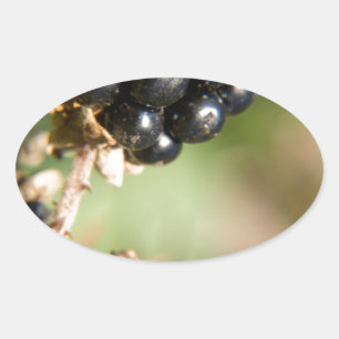Herbstbeeren Ovaler Aufkleber