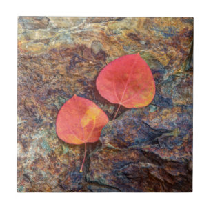 Herbstblatt auf Felsen, Kalifornien Fliese