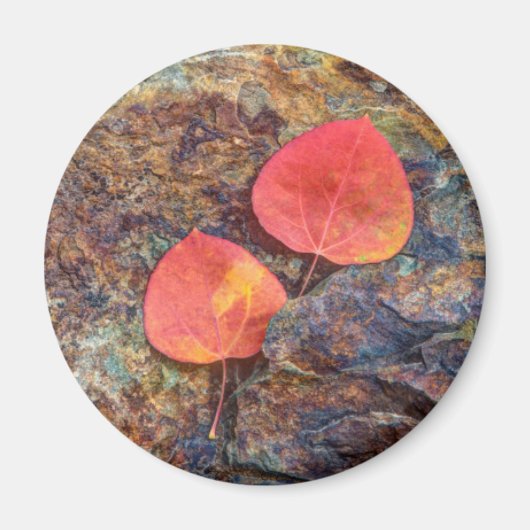 Herbstblatt auf Felsen, Kalifornien Magnet (Vorne)