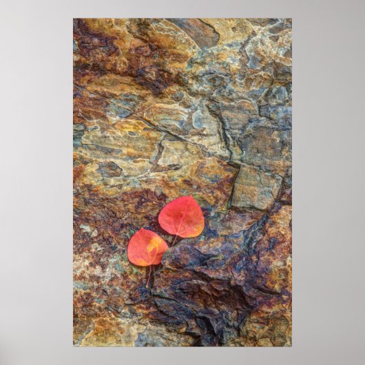 Herbstblatt auf Felsen, Kalifornien Poster (Vorne)