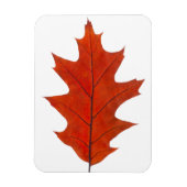 Herbstblatt aus Roteiche Magnet (Vertikal)