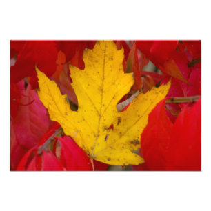 Herbstblatt inmitten eines brennenden Buschs Fotodruck