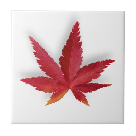 Herbstblatt Roter Single Fliese (Vorderseite)