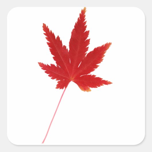 Herbstblatt Roter Single Quadratischer Aufkleber (Vorderseite)