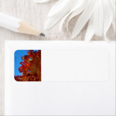 Herbstblätter (Insitu)