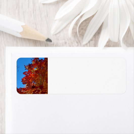 Herbstblätter (Insitu)