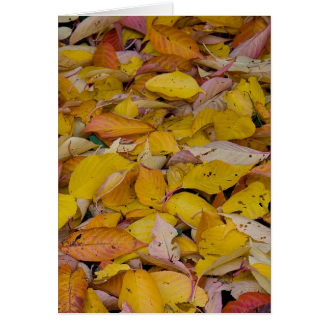 Herbstblätter (Vorne)