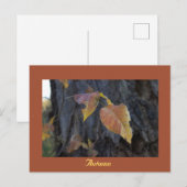 Herbstblätter auf Baum Postkarte (Vorne/Hinten)