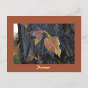 Herbstblätter auf Baum Postkarte