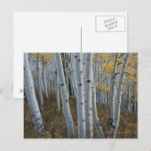 Herbstblätter auf Bäumen im Wald Postkarte (Vorne/Hinten)
