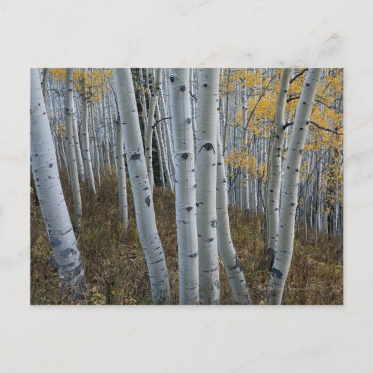 Herbstblätter auf Bäumen im Wald Postkarte (Vorderseite)