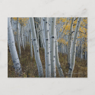 Herbstblätter auf Bäumen im Wald Postkarte