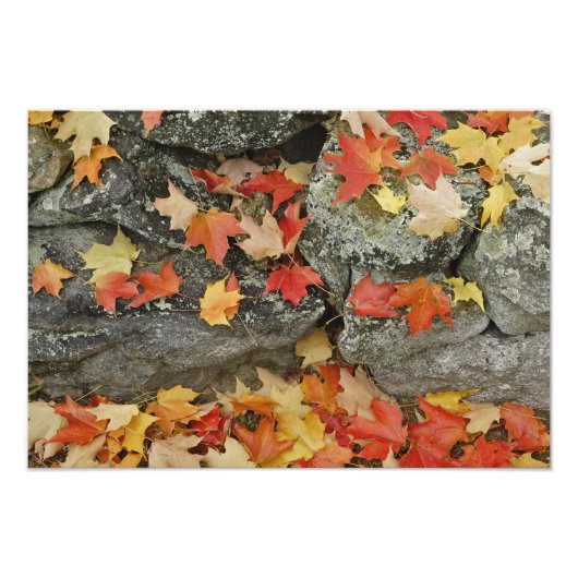 Herbstblätter auf Steinmauer, Minute Man Fotodruck (Vorne)